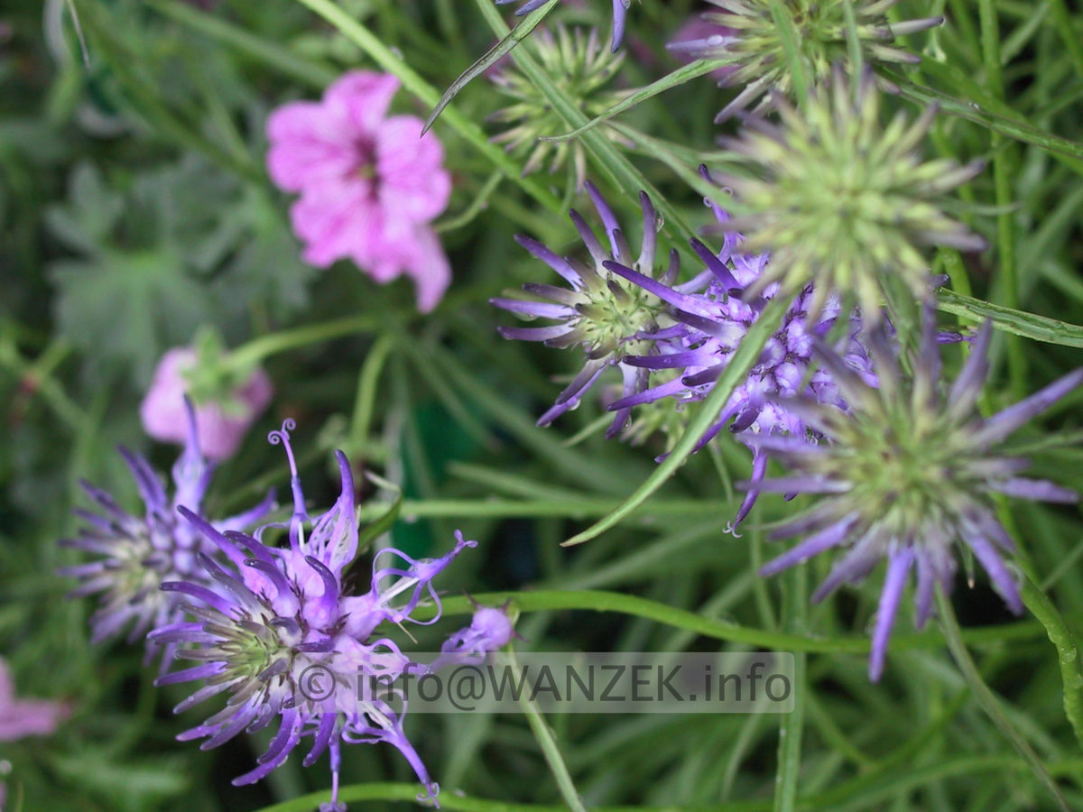 Phyteuma scheuchzeri2.JPG